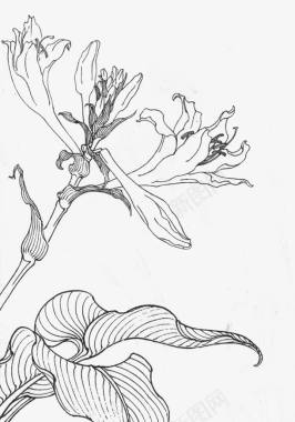 白描花卉玉簪花图标图标