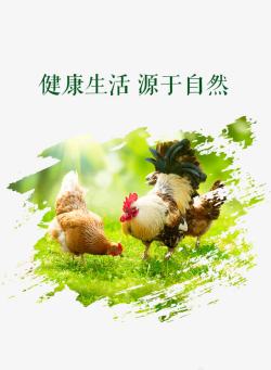 app网页设计母鸡海报高清图片