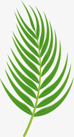 夏威夷棕榈树叶绿色植物高清图片