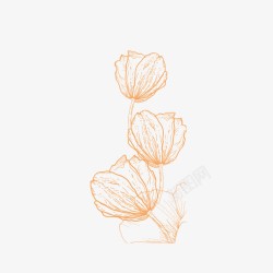 线型花朵橙色水仙花高清图片
