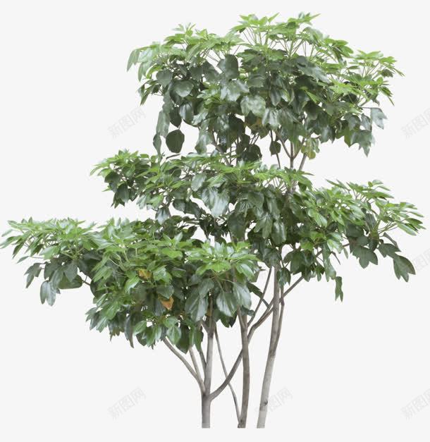 绿树png免抠素材_88icon https://88icon.com 免抠png 春天 植树节 植物 绿树