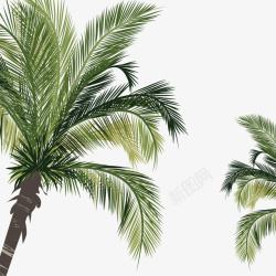 海边的椰子树叶素材