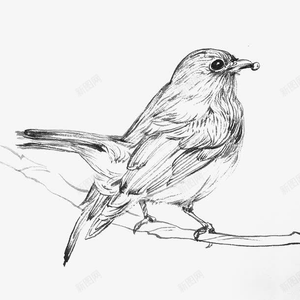 小鸟png免抠素材_88icon https://88icon.com 手绘动物 树干 素描鸟 线描鸟 线条