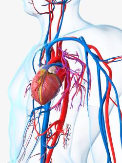 医疗教学人体心脏血管高清图片