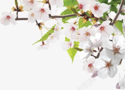 白色唯美春天盛开花朵树枝素材