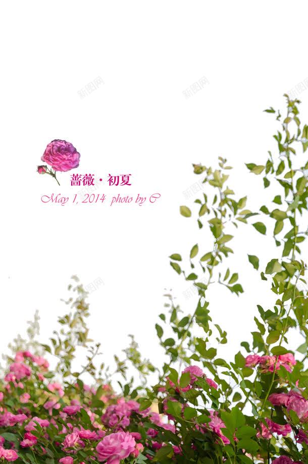 绿色美景初夏蔷薇花朵png免抠素材_88icon https://88icon.com 初夏 绿色 美景 花朵 蔷薇