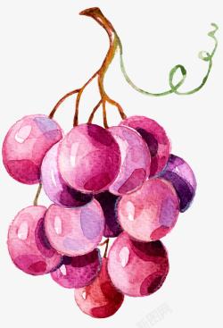 手绘一串紫葡萄素材