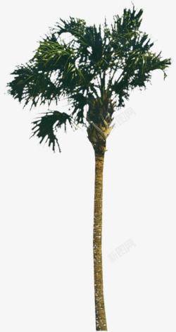 手绘海南椰子树展板素材
