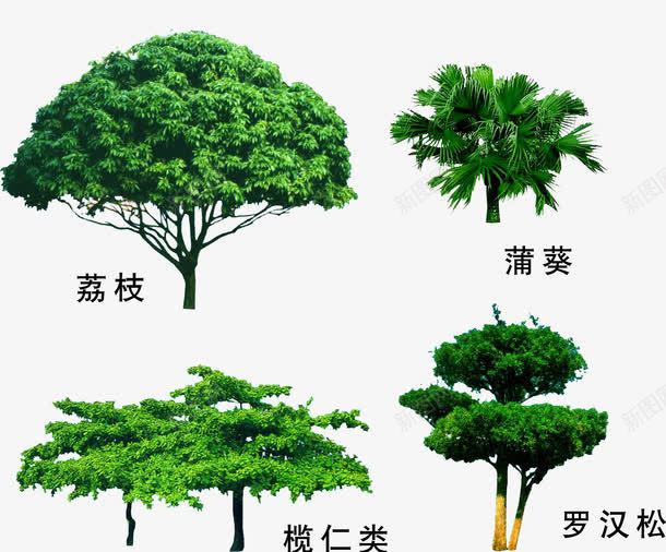 园林绿植树木png免抠素材_88icon https://88icon.com 园林素材 园艺素材 树木 罗汉松 荔枝 蒲葵