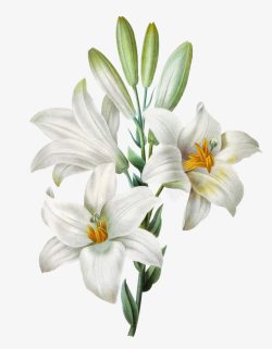 白色的水仙花和花苞素材