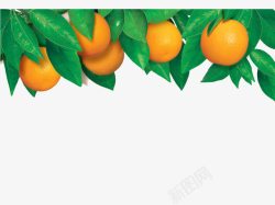 橙子叶自然的世界高清图片