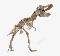 棕色完整的恐龙骨骼化石实物素材
