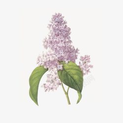 手绘紫丁香植物花卉素材