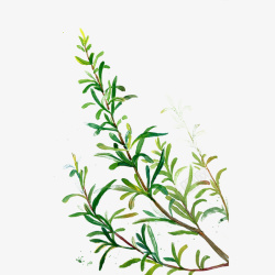 手绘水彩迷迭香细枝植物素材