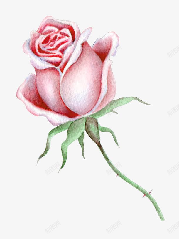 一枝玫瑰花png免抠素材_88icon https://88icon.com 卡通 叶子 手绘 桔梗 粉色的 绿色 花刺 花瓣