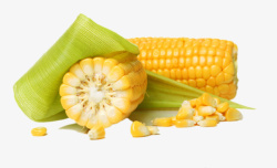 实物带叶子的一半熟玉米粒素材