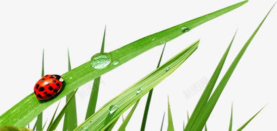 绿叶绿草七星瓢虫春天png免抠素材_88icon https://88icon.com 七星 春天 瓢虫 绿叶 绿草