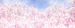 粉色樱花树手绘海报背景素材