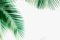娴峰弬绿色椰子树叶高清图片