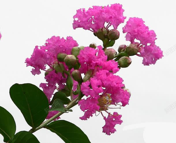 带花苞紫薇花png免抠素材_88icon https://88icon.com PNG格式 清晰写实 紫红色 紫薇 紫薇花 绿叶