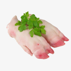 腊猪脚绿色菜叶装饰生猪蹄高清图片