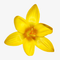 实物黄色迎春花朵素材
