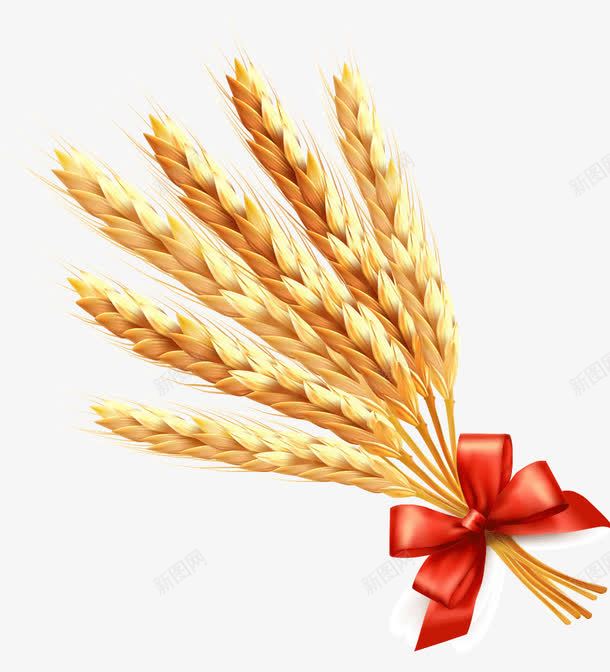 金色麦穗png免抠素材_88icon https://88icon.com 天然 小麦 有机 蝴蝶结 褐色的麦穗 金色 麦子 麦穗