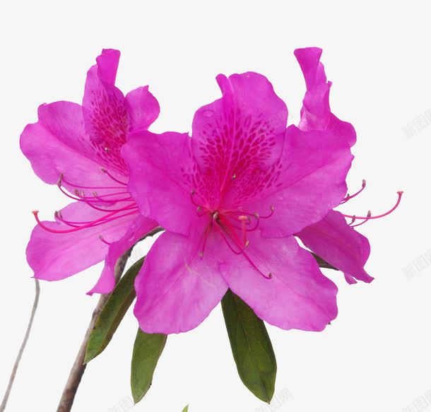 紫红色杜鹃png免抠素材_88icon https://88icon.com 春天 杜鹃花 植物 紫红色 花朵