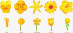 罂粟花黄色花朵合集高清图片