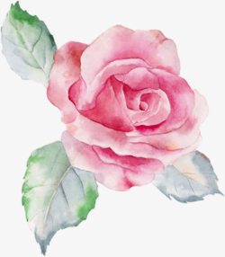 粉色手绘水彩玫瑰素材