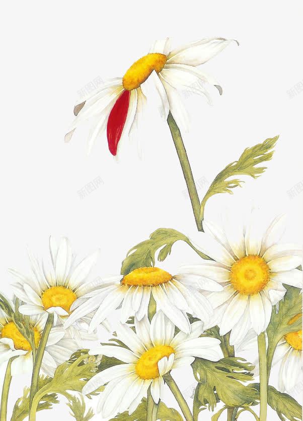 雏菊png免抠素材_88icon https://88icon.com daisy 手绘 植物 白色 花朵 菊花