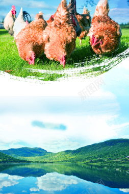 土家生态农家土鸡背景