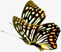 春天飞翔的蝴蝶装饰素材