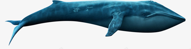 海洋生物鲸鱼png免抠素材_88icon https://88icon.com 元素 动物 海洋生物 鲸鱼 鲸鱼插图