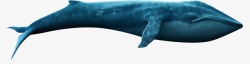 海洋矢量插图海洋生物鲸鱼高清图片