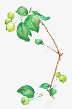 水彩手绘插图树枝叶与果实素材