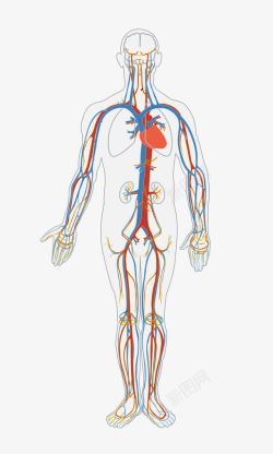 动脉人体血液循环系统高清图片