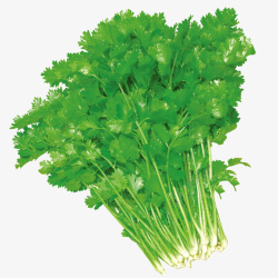 有机蔬菜茼蒿新鲜香菜高清图片