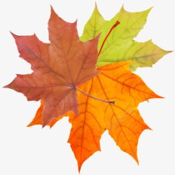 实物彩色梧桐叶素材