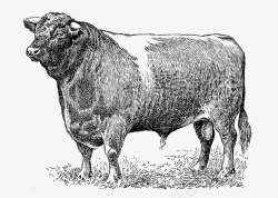 大牛黑色手绘素描大牛高清图片