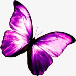 梦幻紫色光效手绘蝴蝶素材
