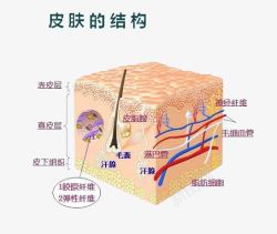 肌肤组织皮肤的结构高清图片