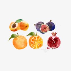 橙子石榴桃子手绘水彩水果素材