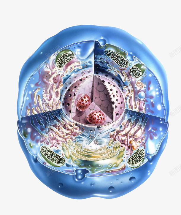 彩色细胞核结构横断面png免抠素材_88icon https://88icon.com 3D细胞模型 动物细胞 核糖核酸 植物细胞 模型结构 横断面 细胞核 细胞膜 细胞质
