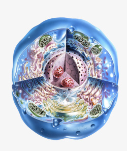 3D细胞模彩色细胞核结构横断面高清图片