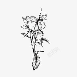 矢量黑白花卉装饰背景创意手绘花卉高清图片