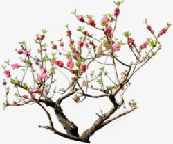 摄影春天的桃花开放素材