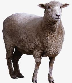 造型独特可爱的羊驼高清图片