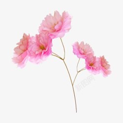 粉色花朵素材