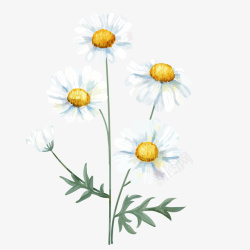 水彩植物白色小菊花图矢量图素材